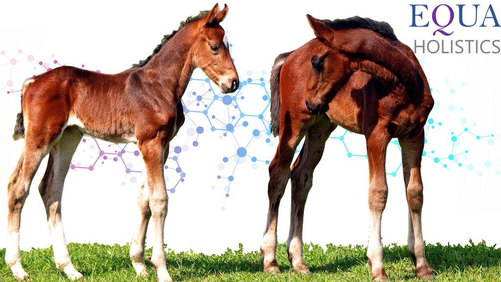 Mares and foals: Why probiotics are important during times of stress